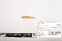 Notropis volucellus image