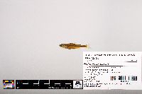 Notropis leuciodus image