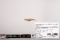 Notropis micropteryx image