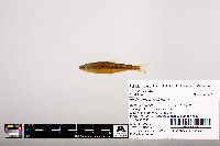 Notropis leuciodus image