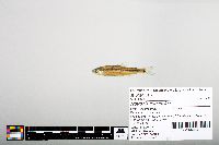 Notropis hudsonius image