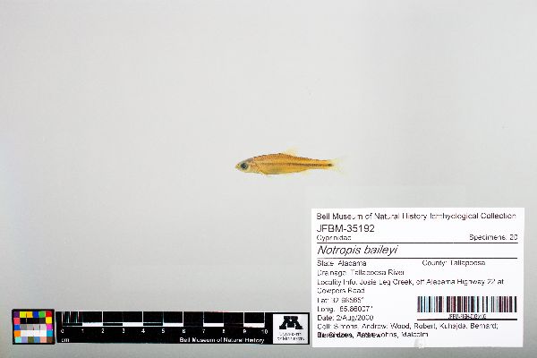 Notropis baileyi image