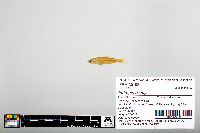 Image of Notropis baileyi