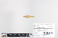 Cyprinella trichroistia image