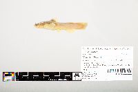 Noturus flavus image