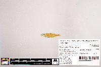 Notropis stramineus image