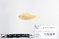 Carassius auratus image
