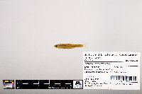 Notropis leuciodus image