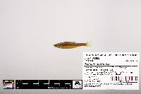 Notropis leuciodus image