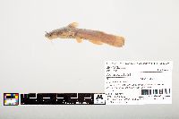 Noturus flavus image