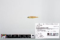 Notropis atherinoides image