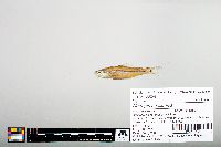 Notropis hudsonius image