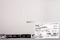 Notropis micropteryx image
