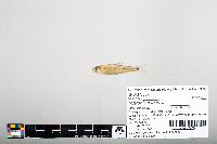 Notropis hudsonius image