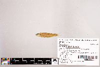 Notropis stramineus image