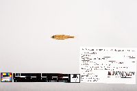 Notropis volucellus image