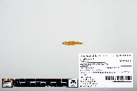 Notropis atherinoides image