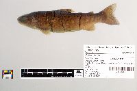 Salmo trutta image