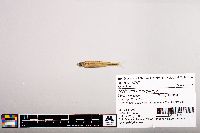 Notropis micropteryx image