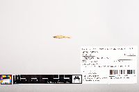 Notropis volucellus image