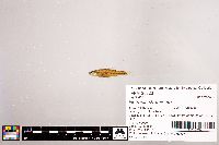 Notropis stramineus image