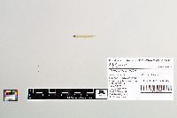 Osmerus mordax image