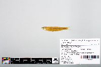 Notropis atherinoides image