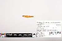 Notropis volucellus image