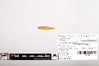 Notropis volucellus image