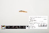 Noturus flavus image