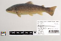 Salmo trutta image