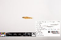 Notropis volucellus image