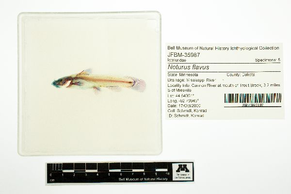Noturus flavus image