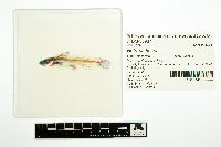 Image of Noturus flavus