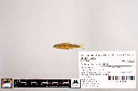 Notropis stramineus image