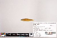Notropis stramineus image