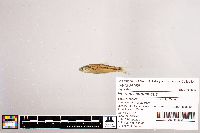 Notropis stramineus image