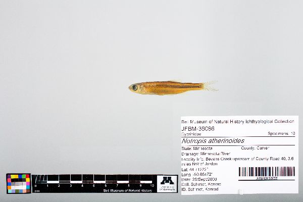 Notropis atherinoides image