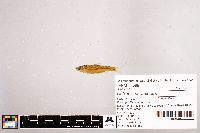 Notropis stramineus image