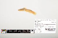 Noturus flavus image