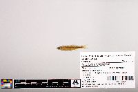 Notropis micropteryx image