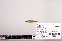 Notropis micropteryx image