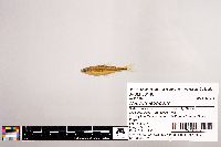 Notropis leuciodus image