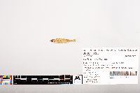 Notropis volucellus image