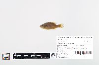 Lepomis cyanellus image