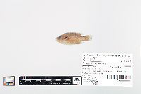 Lepomis cyanellus image
