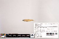 Notropis stramineus image