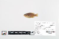Lepomis cyanellus image