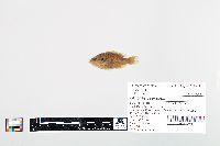 Lepomis cyanellus image