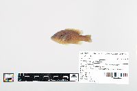 Lepomis cyanellus image
